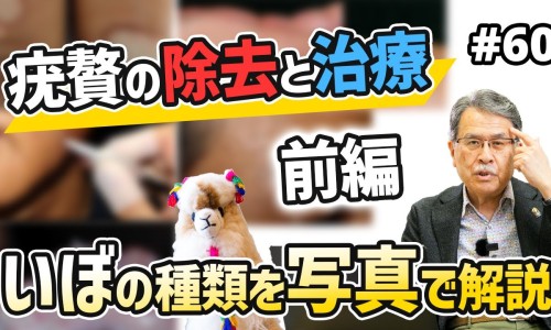 地丁的主要作用-地丁作用及禁忌网 - 网站提供地丁的作用与用途小常识、地丁的功能主治